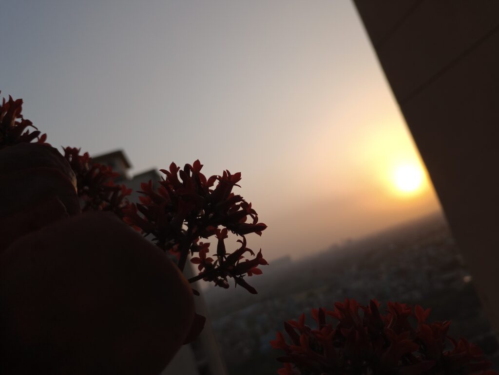 Cinematic evening view of a Kalanchoe plant photographed using natural backlighting, creating a dramatic silhouette with an urban skyline in the background.