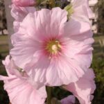 Close-up photograph of a pink flowering plant captured in natural light, demonstrating focus, texture, and composition techniques for beginner plant photography.
